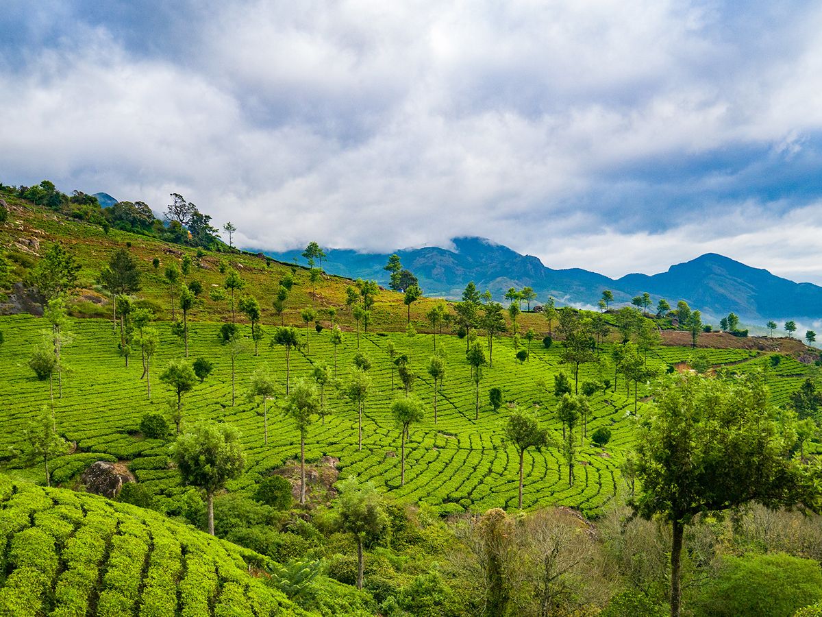 Day 1 :: Cochin to Munnar Arrive
